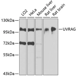 Anti-UVRAG antibody used in Western Blot (WB). GTX65976