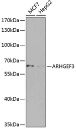 Anti-ARHGEF3 antibody used in Western Blot (WB). GTX65977