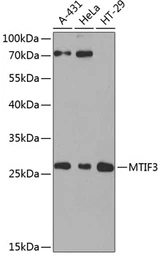 Anti-MTIF3 antibody used in Western Blot (WB). GTX65982