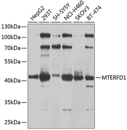 Anti-MTERFD1 antibody used in Western Blot (WB). GTX65988
