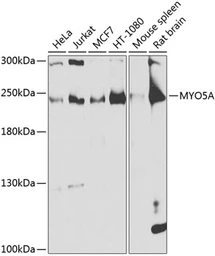 Anti-MYO5A antibody used in Western Blot (WB). GTX65990