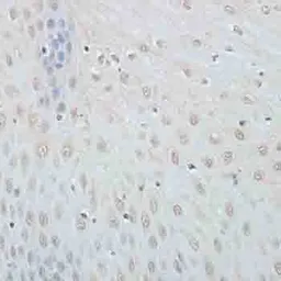Anti-Elongin B antibody used in IHC (Paraffin sections) (IHC-P). GTX66010