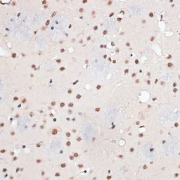 Anti-RBM3 antibody used in IHC (Paraffin sections) (IHC-P). GTX66019
