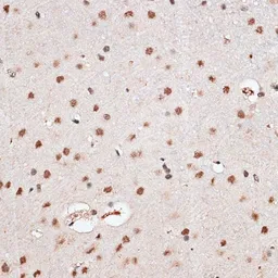 Anti-RBM3 antibody used in IHC (Paraffin sections) (IHC-P). GTX66019