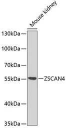 Anti-ZSCAN4C antibody used in Western Blot (WB). GTX66052
