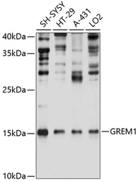 Anti-Gremlin 1 antibody used in Western Blot (WB). GTX66072