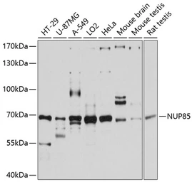 Anti-Pericentrin 1 antibody used in Western Blot (WB). GTX66075