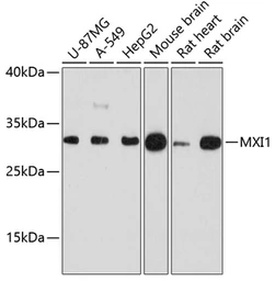 Anti-Mxi1 antibody used in Western Blot (WB). GTX66087