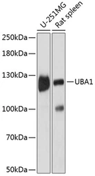 Anti-UBE1 antibody used in Western Blot (WB). GTX66102