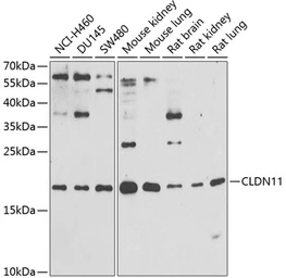 Anti-Claudin 11 antibody used in Western Blot (WB). GTX66106