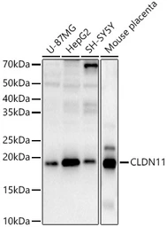 Anti-Claudin 11 antibody used in Western Blot (WB). GTX66106