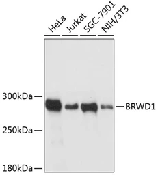 Anti-WDR9 antibody used in Western Blot (WB). GTX66112