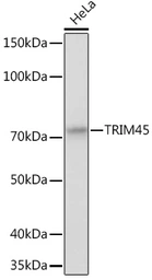 Anti-TRIM45 antibody used in Western Blot (WB). GTX66114