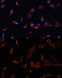 Anti-PDIA2 / PDIP antibody used in Immunocytochemistry/ Immunofluorescence (ICC/IF). GTX66116