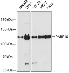 Anti-PARP10 antibody used in Western Blot (WB). GTX66119