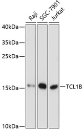 Anti-TCL1B antibody used in Western Blot (WB). GTX66122