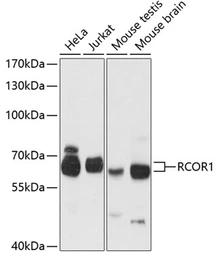Anti-CoREST antibody used in Western Blot (WB). GTX66126
