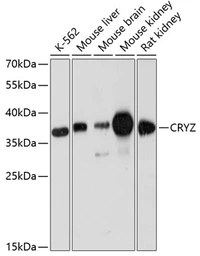 Anti-CRYZ antibody used in Western Blot (WB). GTX66130