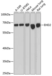 Anti-EHD2 antibody used in Western Blot (WB). GTX66142
