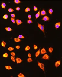 Anti-GBP2 antibody used in Immunocytochemistry/ Immunofluorescence (ICC/IF). GTX66148
