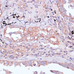 Anti-RPL32 antibody used in IHC (Paraffin sections) (IHC-P). GTX66149