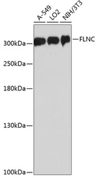 Anti-FLNC antibody used in Western Blot (WB). GTX66151