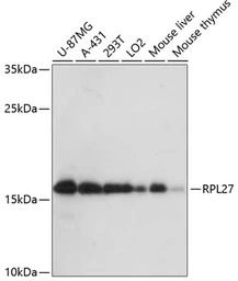 Anti-RPL27 antibody used in Western Blot (WB). GTX66153