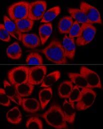 Anti-RPL27 antibody used in Immunocytochemistry/ Immunofluorescence (ICC/IF). GTX66153