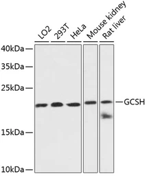 Anti-GCSH antibody used in Western Blot (WB). GTX66196