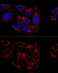 Anti-GCSH antibody used in Immunocytochemistry/ Immunofluorescence (ICC/IF). GTX66196
