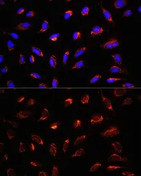 Anti-GCSH antibody used in Immunocytochemistry/ Immunofluorescence (ICC/IF). GTX66196
