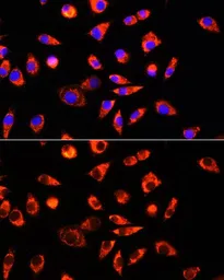 Anti-GCSH antibody used in Immunocytochemistry/ Immunofluorescence (ICC/IF). GTX66196