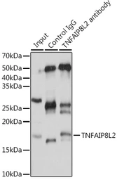 Anti-TNFAIP8L2 antibody used in Immunoprecipitation (IP). GTX66198