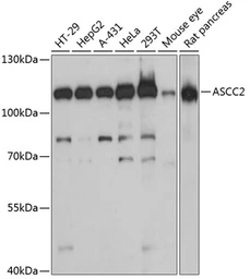 Anti-ASCC2 antibody used in Western Blot (WB). GTX66208