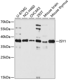 Anti-ISY1 antibody used in Western Blot (WB). GTX66214