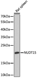 Anti-NUDT15 antibody used in Western Blot (WB). GTX66231