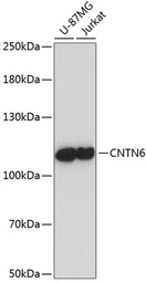 Anti-Contactin 6 antibody used in Western Blot (WB). GTX66242