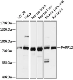 Anti-PARP12 antibody used in Western Blot (WB). GTX66248