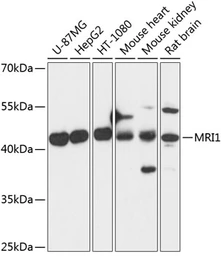 Anti-MRI1 antibody used in Western Blot (WB). GTX66251