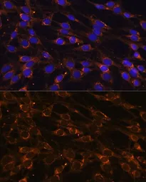 Anti-PREPL antibody used in Immunocytochemistry/ Immunofluorescence (ICC/IF). GTX66252