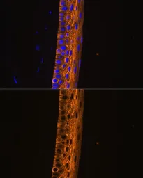 Anti-MYH13 antibody used in IHC (Paraffin sections) (IHC-P). GTX66275
