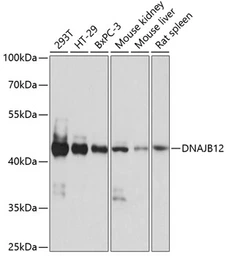 Anti-DNAJB12 antibody used in Western Blot (WB). GTX66277