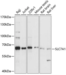 Anti-SLC7A1 antibody used in Western Blot (WB). GTX66289