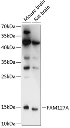 Anti-CXX1 antibody used in Western Blot (WB). GTX66295