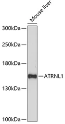 Anti-ATRNL1 antibody used in Western Blot (WB). GTX66302