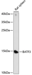 Anti-BATF3 antibody used in Western Blot (WB). GTX66309