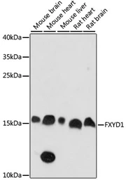 Anti-FXYD1 antibody used in Western Blot (WB). GTX66328
