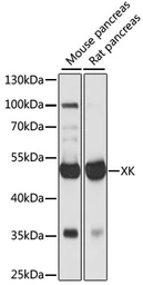 Anti-XK antibody used in Western Blot (WB). GTX66333