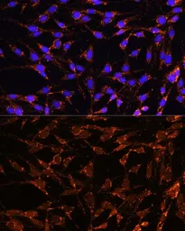 Anti-XK antibody used in Immunocytochemistry/ Immunofluorescence (ICC/IF). GTX66333