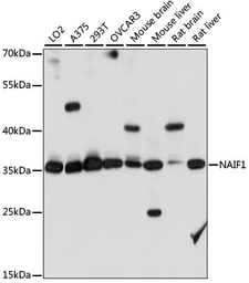 Anti-NAIF1 antibody used in Western Blot (WB). GTX66346
